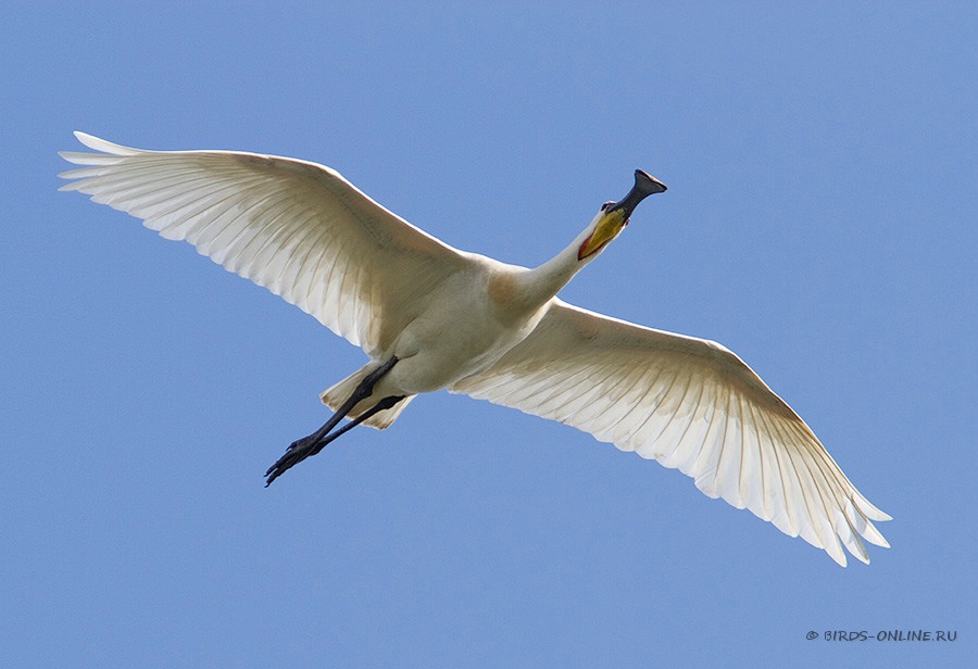 Колпица (Platalea leucorodia)
Keywords: Колпица Platalea leucorodia manych10