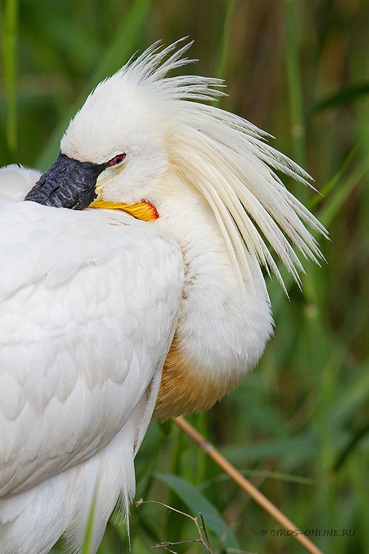 Колпица (Platalea leucorodia)
Keywords: Колпица Platalea leucorodia manych10