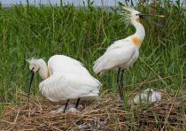 Колпица Platalea leucorodia manych10
Filename=IMG_0009.jpg
Filesize=274KB
Dimensions=900x636
Date added=Aug 24, 2010 IMG_0009.jpg