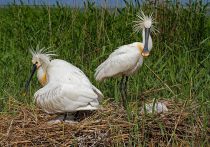 Колпица Platalea leucorodia manych10
Filename=IMG_0015.jpg
Filesize=308KB
Dimensions=900x634
Date added=Aug 24, 2010 IMG_0015.jpg