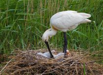 Колпица Platalea leucorodia manych10
Filename=IMG_0036.jpg
Filesize=307KB
Dimensions=900x661
Date added=Aug 24, 2010 IMG_0036.jpg