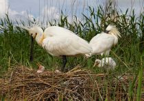 Колпица Platalea leucorodia manych10
Filename=IMG_0064.jpg
Filesize=263KB
Dimensions=900x635
Date added=Aug 24, 2010 IMG_0064.jpg