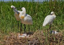 Колпица Platalea leucorodia manych10
Filename=IMG_0111.jpg
Filesize=329KB
Dimensions=900x633
Date added=Aug 24, 2010 IMG_0111.jpg