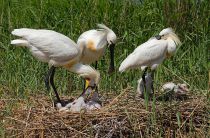 Колпица Platalea leucorodia manych10
Filename=IMG_0121.jpg
Filesize=311KB
Dimensions=900x594
Date added=Aug 24, 2010 IMG_0121.jpg
