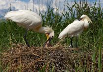 Колпица Platalea leucorodia manych10
Filename=IMG_0131.jpg
Filesize=296KB
Dimensions=900x636
Date added=Aug 24, 2010 IMG_0131.jpg