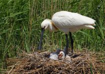 Колпица Platalea leucorodia manych10
Filename=IMG_0151.jpg
Filesize=333KB
Dimensions=900x638
Date added=Aug 24, 2010 IMG_0151.jpg