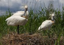 Колпица Platalea leucorodia manych10
Filename=IMG_0155.jpg
Filesize=253KB
Dimensions=900x626
Date added=Aug 24, 2010 IMG_0155.jpg