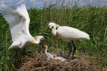 Колпица Platalea leucorodia manych10
Filename=IMG_0161.jpg
Filesize=288KB
Dimensions=900x600
Date added=Aug 24, 2010 IMG_0161.jpg