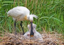 Колпица Platalea leucorodia manych10
Filename=IMG_0182.jpg
Filesize=475KB
Dimensions=900x632
Date added=Aug 24, 2010 IMG_0182.jpg