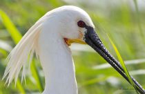 Колпица Platalea leucorodia manych10
Filename=IMG_0211.jpg
Filesize=109KB
Dimensions=900x583
Date added=Aug 24, 2010 IMG_0211.jpg