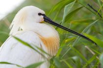 Колпица Platalea leucorodia manych10
Filename=IMG_0241.jpg
Filesize=122KB
Dimensions=900x600
Date added=Aug 24, 2010 IMG_0241.jpg