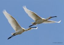 Колпица Platalea leucorodia manych10
Filename=IMG_0271.jpg
Filesize=100KB
Dimensions=900x627
Date added=Aug 24, 2010 IMG_0271.jpg