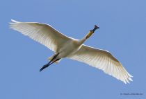 Колпица Platalea leucorodia manych10
Filename=IMG_0287.jpg
Filesize=91KB
Dimensions=900x616
Date added=Aug 24, 2010 IMG_0287.jpg