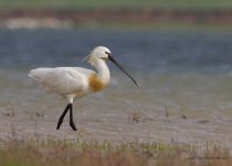 Колпица Platalea leucorodia manych10
Filename=IMG_0520.jpg
Filesize=92KB
Dimensions=900x648
Date added=Aug 24, 2010 IMG_0520.jpg