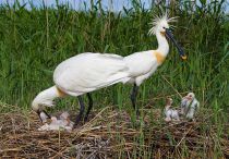 Колпица Platalea leucorodia manych10 best
Filename=IMG_9966.jpg
Filesize=266KB
Dimensions=850x594
Date added=Aug 24, 2010 IMG_9966.jpg