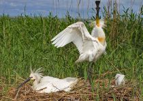 Колпица Platalea leucorodia manych10
Filename=IMG_9994.jpg
Filesize=309KB
Dimensions=900x638
Date added=Aug 24, 2010 IMG_9994.jpg