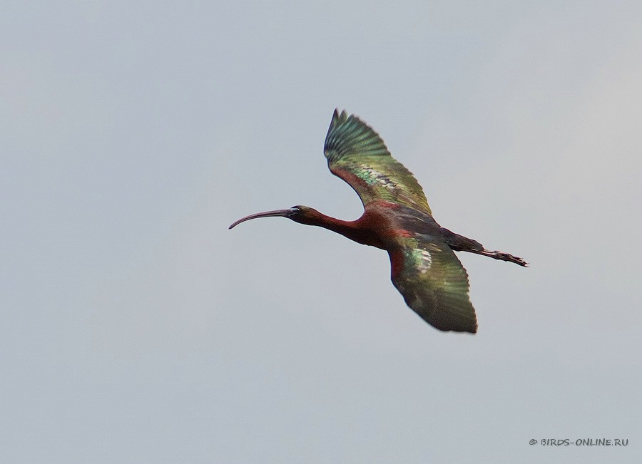 Каравайка (Plegadis falcinellus)
Keywords: Каравайка Plegadis falcinellus manych10