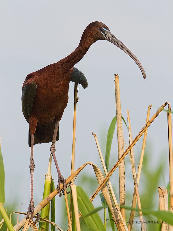 Каравайка (Plegadis falcinellus)
Keywords: Каравайка Plegadis falcinellus manych10 best