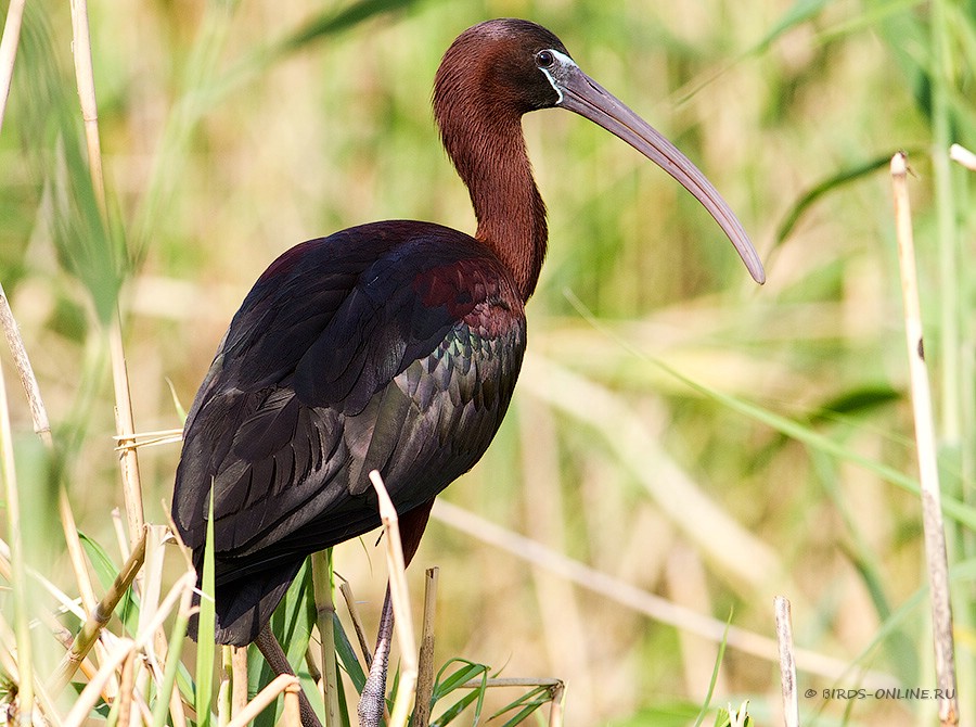 Каравайка (Plegadis falcinellus)
Keywords: Каравайка Plegadis falcinellus manych10