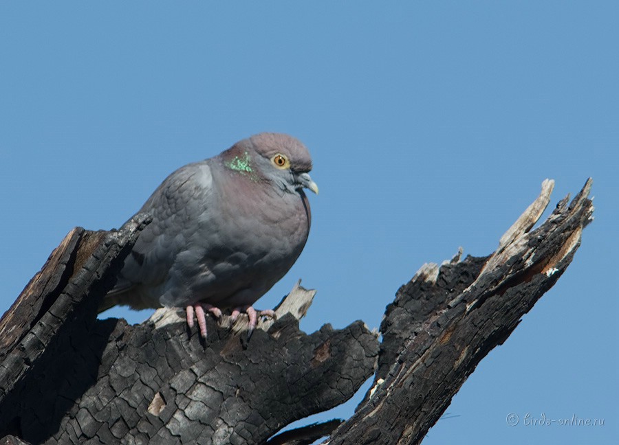 Голубь бурый (Columba eversmanni)
Keywords: Голубь бурый Columba eversmanni kz2010