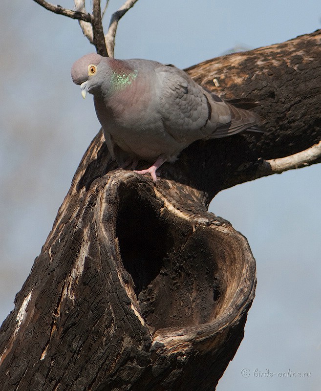 Голубь бурый (Columba eversmanni)
Keywords: Голубь бурый Columba eversmanni kz2010