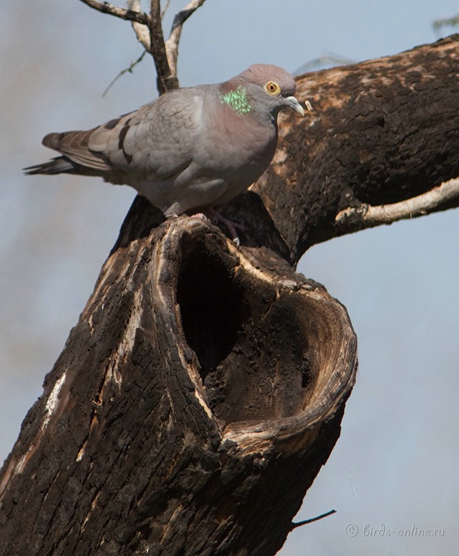 Голубь бурый (Columba eversmanni)
Keywords: Голубь бурый Columba eversmanni kz2010