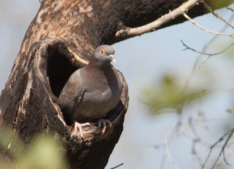 Голубь бурый (Columba eversmanni)
Keywords: Голубь бурый Columba eversmanni kz2010