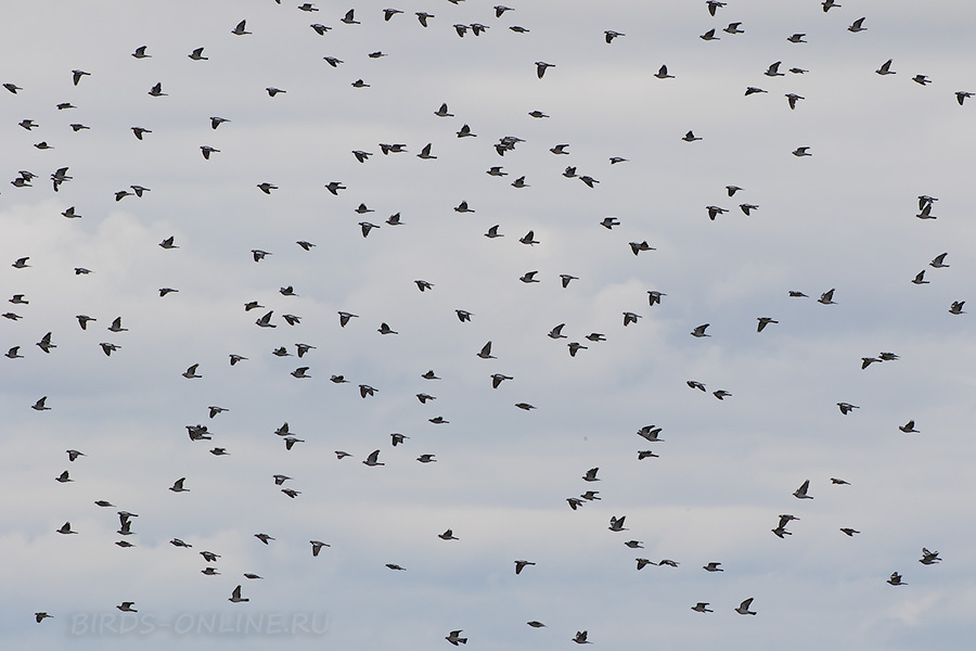 Вяхирь (Columba palumbus)
Keywords: Вяхирь Columba palumbus