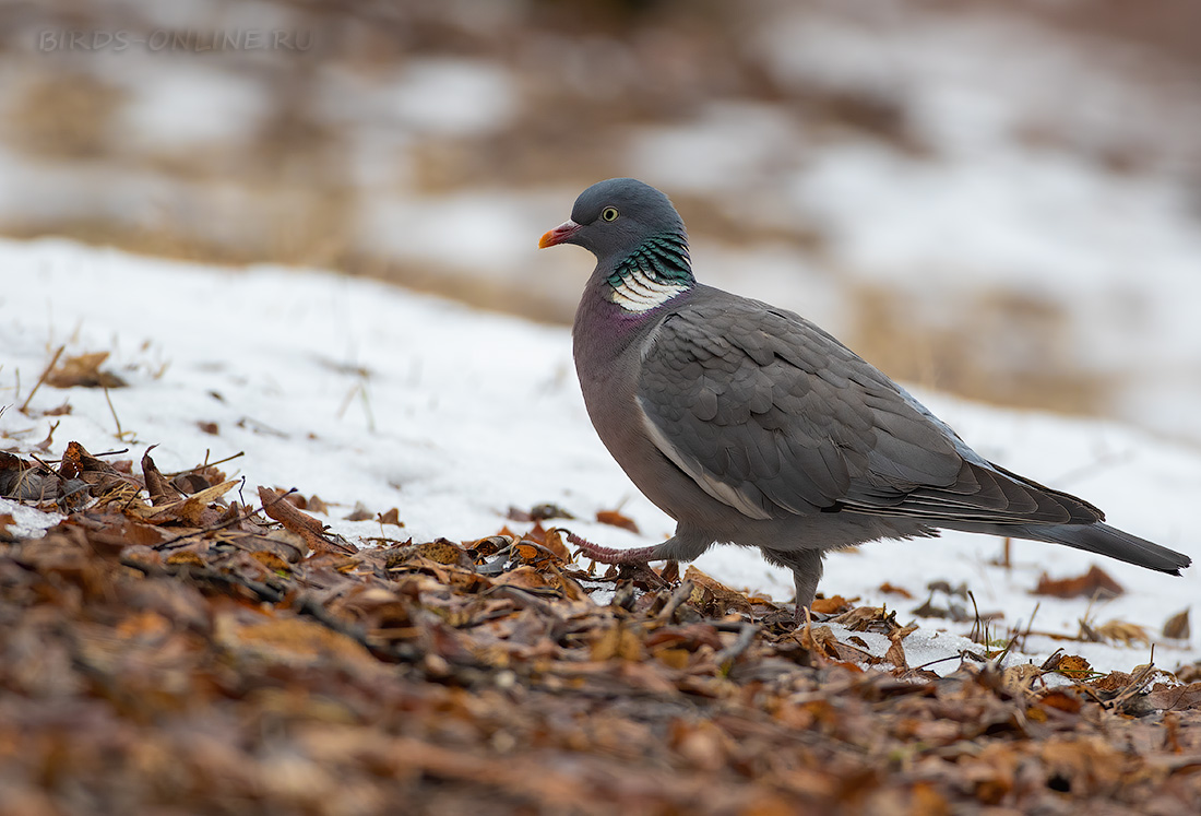 Вяхирь (Columba palumbus casiotis) Просмотров: 171
Keywords: Вяхирь Columba palumbus kmw2021