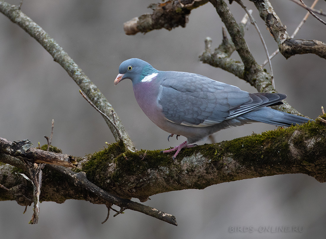 Вяхирь (Columba palumbus casiotis) Просмотров: 171
Keywords: Вяхирь Columba palumbus kmw2021