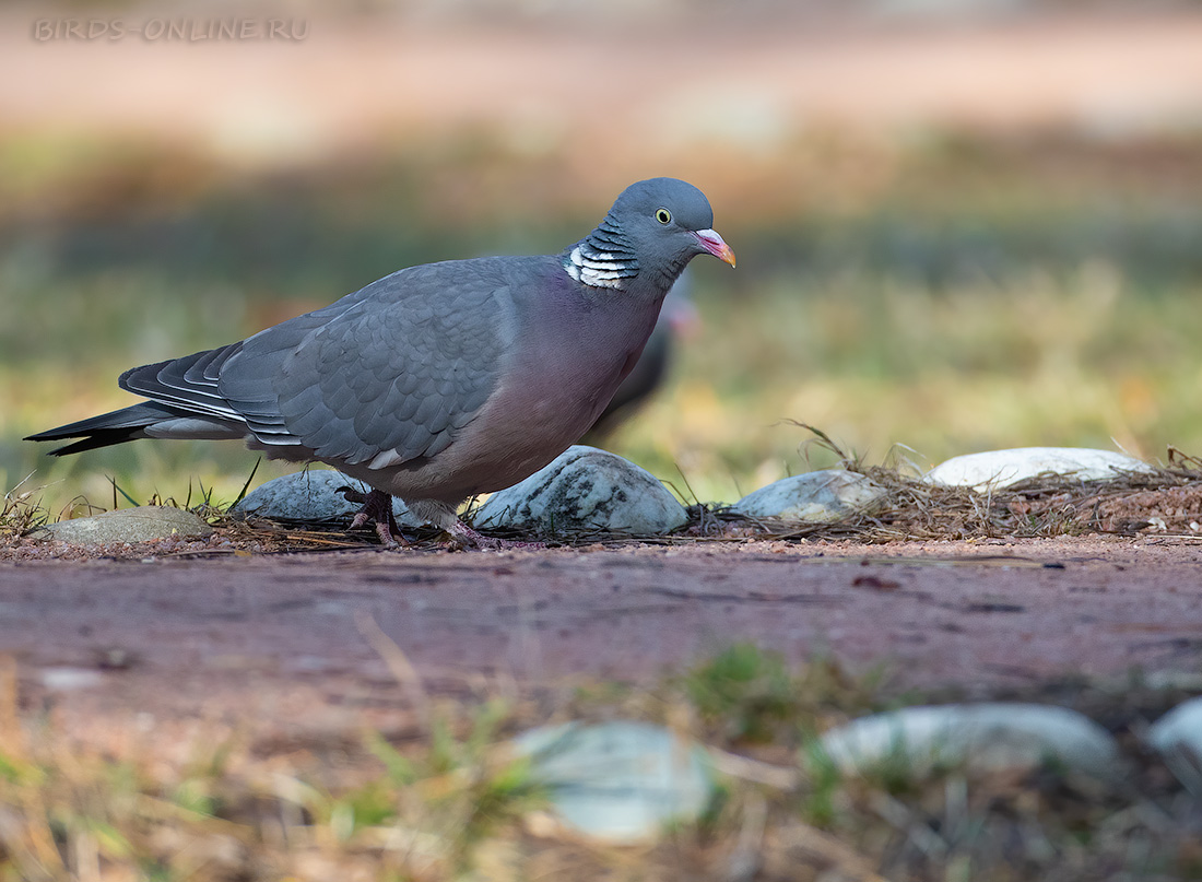 Вяхирь (Columba palumbus casiotis) Просмотров: 171
Keywords: Вяхирь Columba palumbus kmw2021