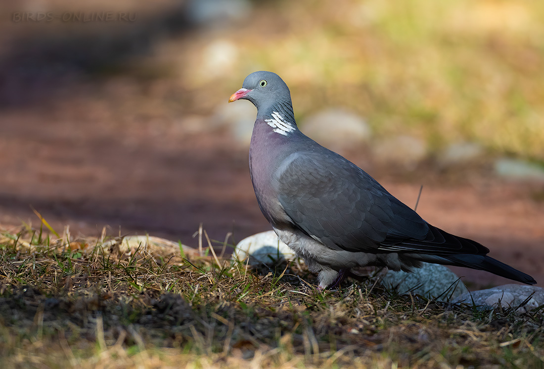 Вяхирь Columba palumbus kmw2021
 
 Click to view full size image