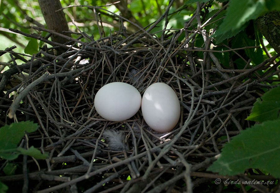 Вяхирь (Columba palumbus)
гнездо с кладкой
Keywords: Вяхирь Columba palumbus гнездо кладка яйца Odessa2008