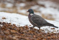 Вяхирь Columba palumbus kmw2021
Filename=8Z2A8723.jpg
Filesize=259KB
Dimensions=1100x747
Date added=Apr 08, 2021 8Z2A8723.jpg