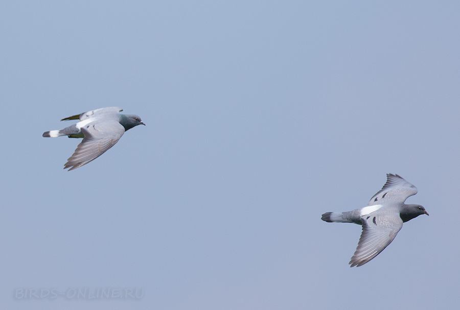 Скалистый голубь (Columba rupestris)
Keywords: Скалистый голубь Columba rupestris primorye2016