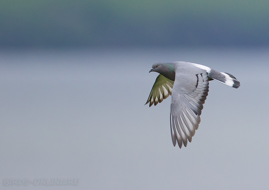 Скалистый голубь (Columba rupestris)
Keywords: Скалистый голубь Columba rupestris primorye2016