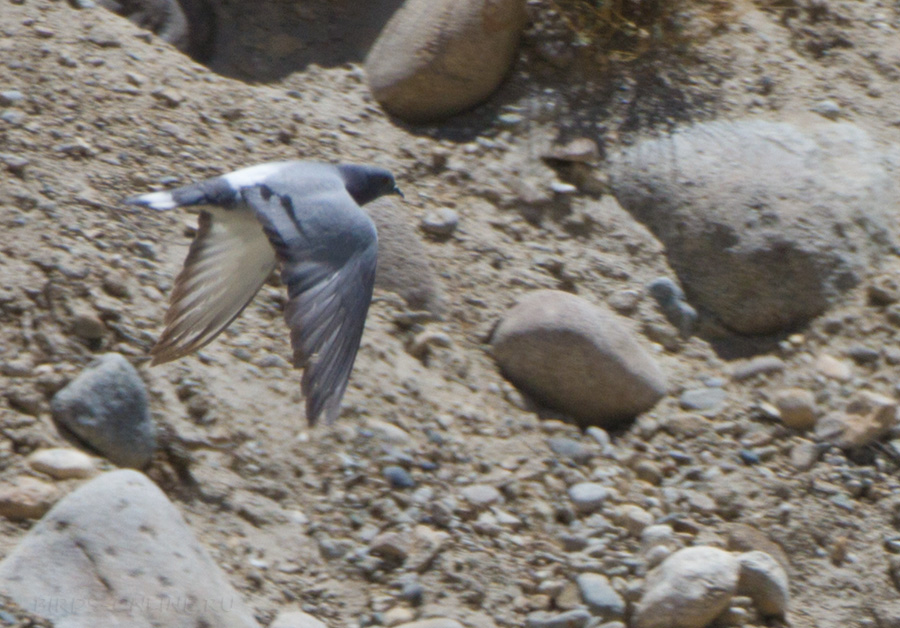 Скалистый голубь (Columba rupestris)
Keywords: Скалистый голубь Columba rupestris tj2014