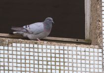 Скалистый голубь Columba rupestris primorye2016
Filename=8Z2A0858.jpg
Filesize=258KB
Dimensions=900x633
Date added=Jul 31, 2016 8Z2A0858.jpg