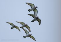 Скалистый голубь Columba rupestris primorye2016
Filename=8Z2A2832.jpg
Filesize=101KB
Dimensions=900x625
Date added=Oct 29, 2016 8Z2A2832.jpg