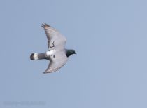 Скалистый голубь Columba rupestris primorye2016
Filename=8Z2A2875.jpg
Filesize=106KB
Dimensions=900x660
Date added=Oct 29, 2016 8Z2A2875.jpg