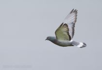 Скалистый голубь Columba rupestris primorye2016
Filename=8Z2A3869.jpg
Filesize=112KB
Dimensions=900x621
Date added=Dec 06, 2016 8Z2A3869.jpg