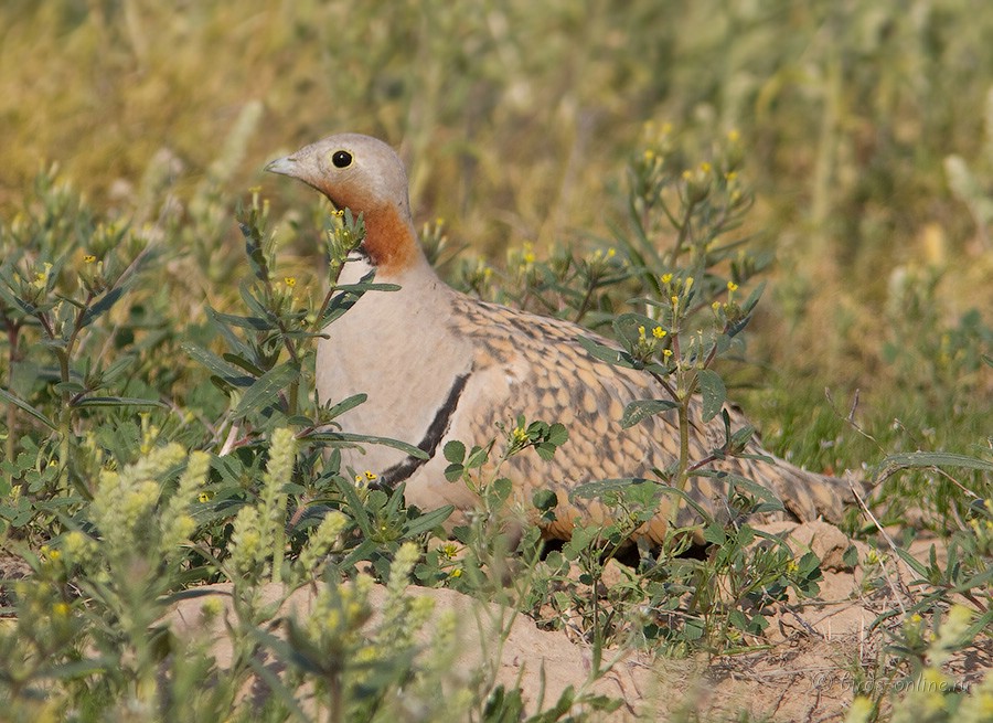 Рябок чернобрюхий (Pterocles orientalis)
самец
Keywords: Рябок чернобрюхий Pterocles orientalis kz2010