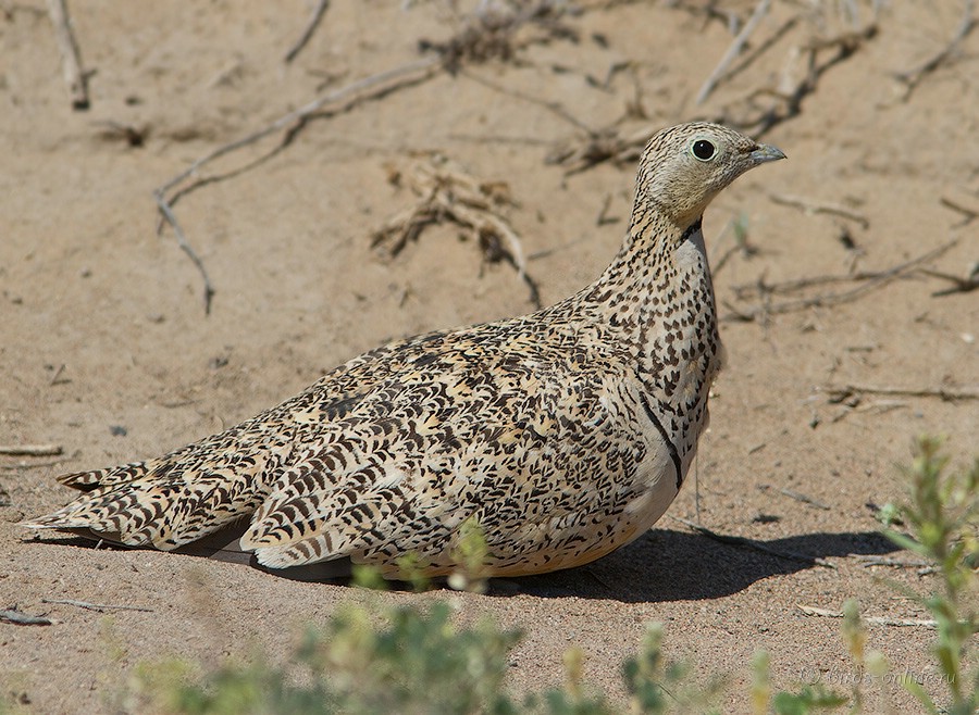 Рябок чернобрюхий (Pterocles orientalis)
Pterocles orientalis arenarius (Pallas, 1775) 
самка
Keywords: Рябок чернобрюхий (Pterocles orientalis)