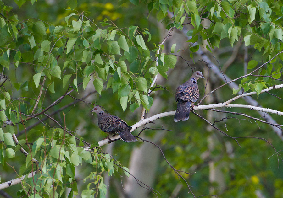 Горлица больШая (Streptopelia orientalis)
Keywords: Горлица больШая Streptopelia orientalis amur2015