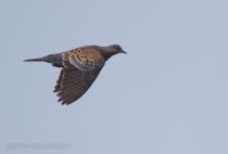 Горлица больШая Streptopelia orientalis sakhalin2017
Filename=8Z2A1922.jpg
Filesize=79KB
Dimensions=900x609
Date added=Aug 05, 2017 8Z2A1922.jpg