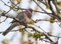 Горлица малая Streptopelia senegalensis uz2019
Filename=8Z2A8123.jpg
Filesize=250KB
Dimensions=900x652
Date added=Apr 21, 2019 8Z2A8123.jpg
