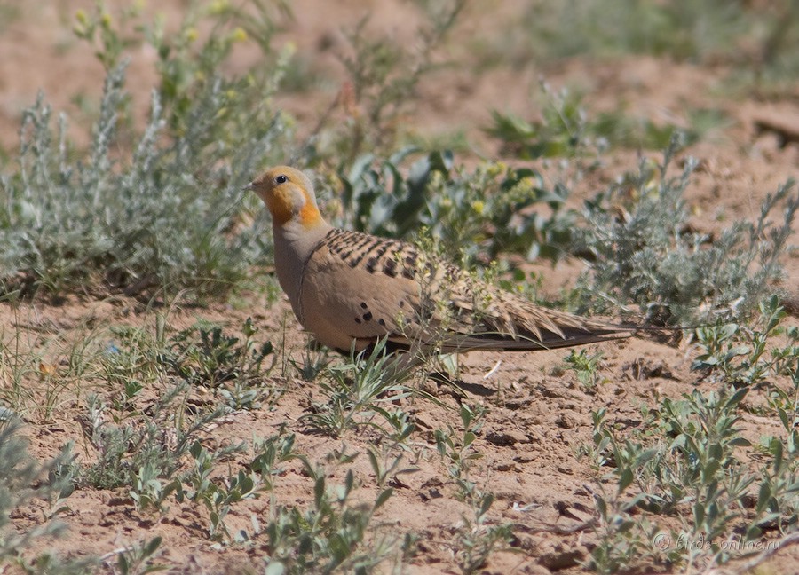 Саджа (Syrrhaptes paradoxus)
самец
Keywords: Саджа Syrrhaptes paradoxus kz2010