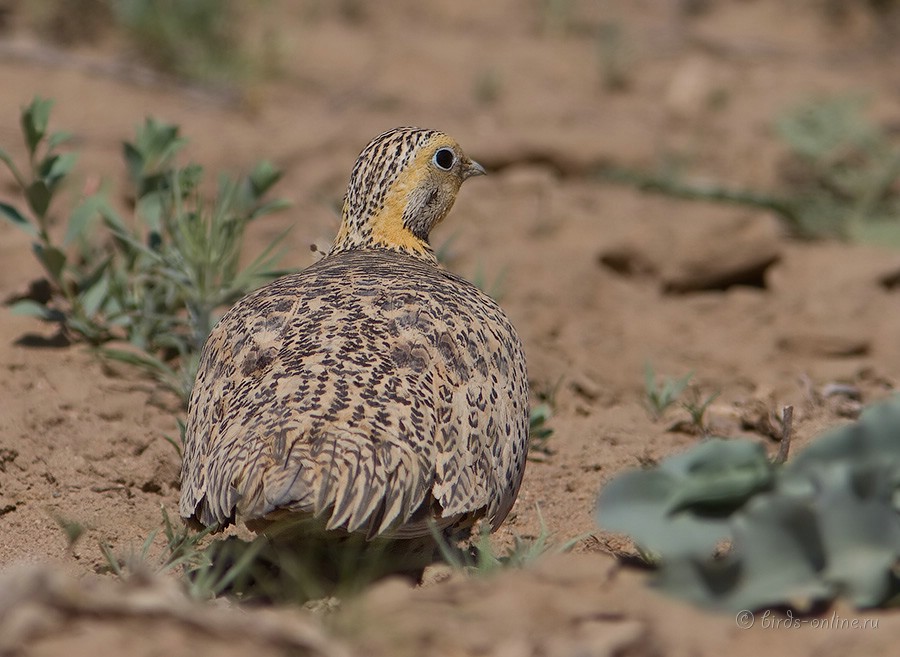 Саджа (Syrrhaptes paradoxus)
самка
Keywords: Саджа Syrrhaptes paradoxus kz2010