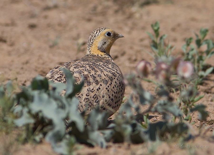 Саджа (Syrrhaptes paradoxus)
самка
Keywords: Саджа Syrrhaptes paradoxus kz2010