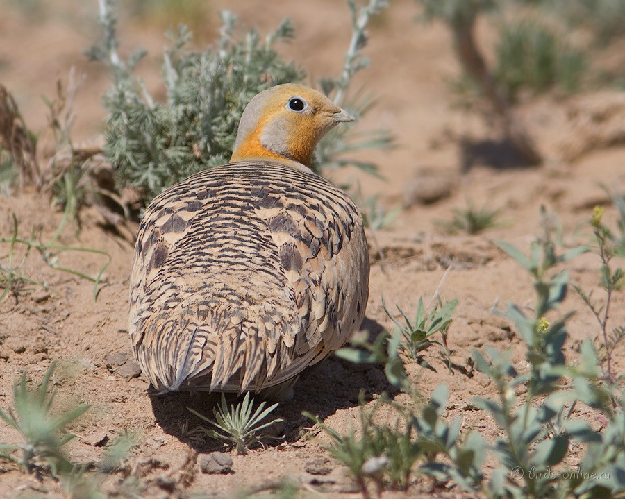 Саджа (Syrrhaptes paradoxus)
самец
Keywords: Саджа Syrrhaptes paradoxus kz2010